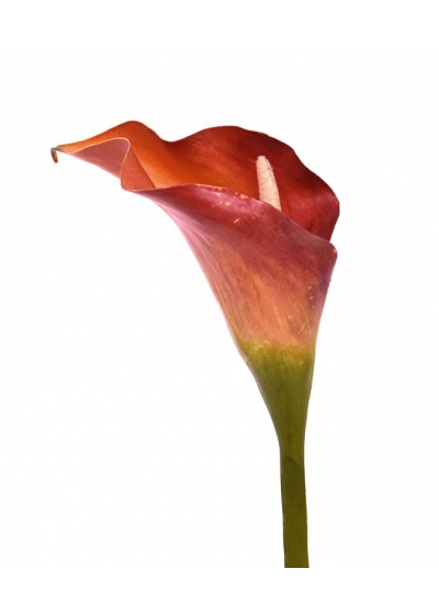 Calla fiore Artificiale Deluxe 55cm Arancione