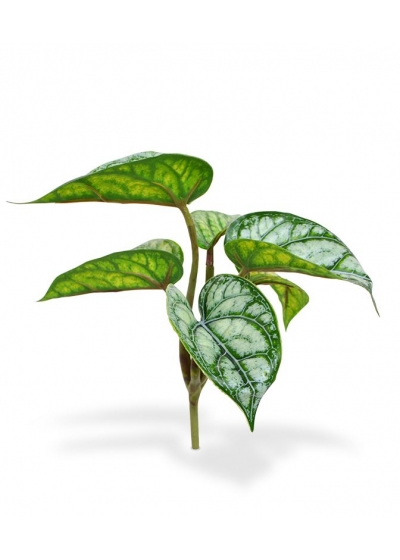 Mini Fittonia Nervosa Bouquet Artificiale 20cm