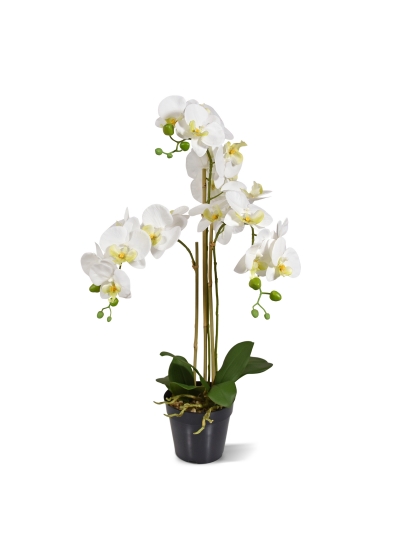 Phalaenopsis Orchidea Artificiale 75cm Bianco
