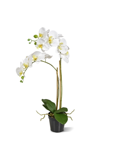 Phalaenopsis x2 in vaso 65cm - Bianco