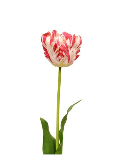 Tulipano Van Gogh fiore Artificiale 70 cm Rosso-Bianco
