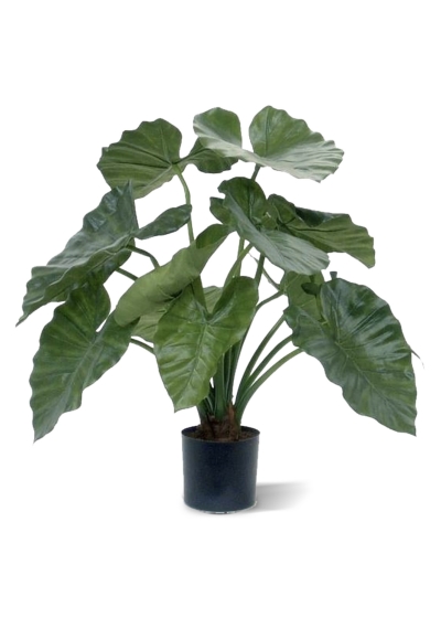 Alocasia Calidora Artificiale 60cm