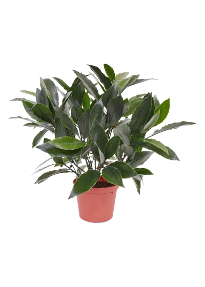 Alloro Pianta Artificiale 35cm - UV Resistente