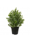 Bosso Pianta Artificiale 30cm in vaso - UV Resistente