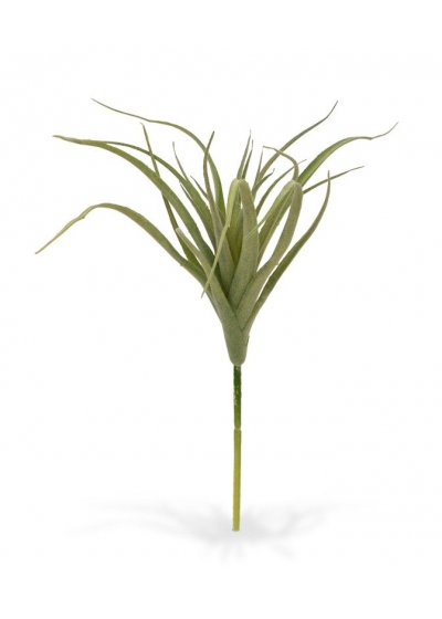 Tillandsia ramo 20cm