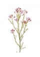 Waxflower ramo Artificiale 65cm Rosa