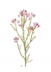 Waxflower ramo Artificiale 65cm Rosa