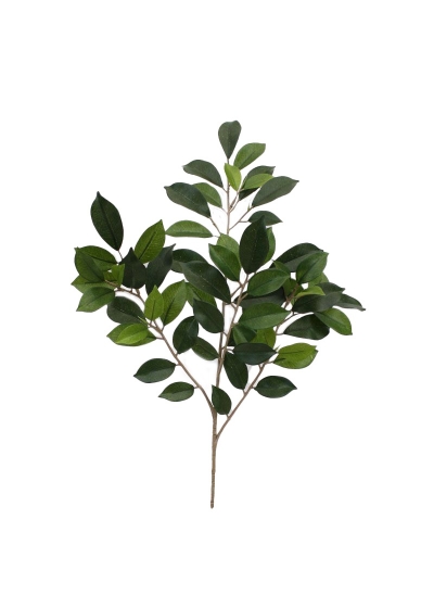 Ficus Folia Ramo Ignifugo