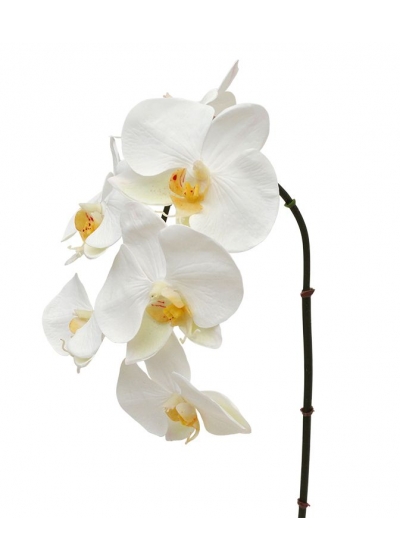 Phalaenopsis ramo Artificiale 55cm Crema