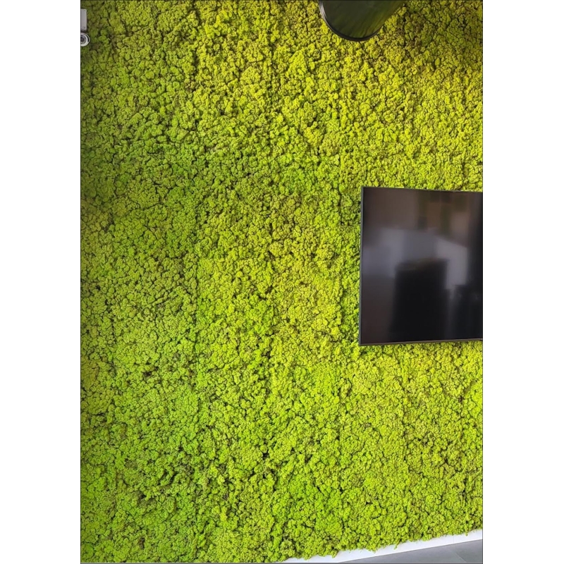 LICHEN WALL Panels from 75x75m Different Colors 