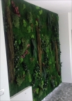 LICHEN WALL Panels from 75x75m Different Colors 