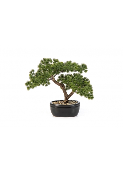 Bonsai Mini Pine Con Vaso - 26Cm