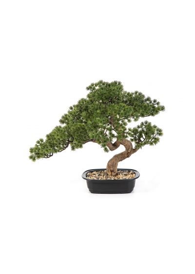 Bonsai Mini Pine Con Vaso - 44Cm