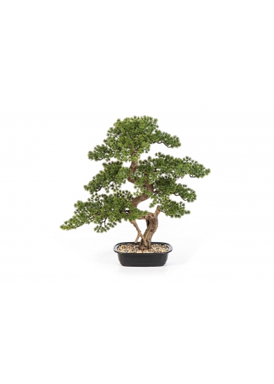 Bonsai Mini Pine Con Vaso - 68Cm