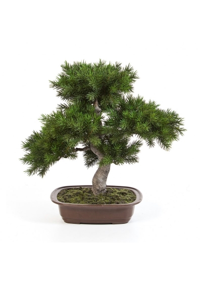 Bonsai Pine W/Marrone P - 48Cm
