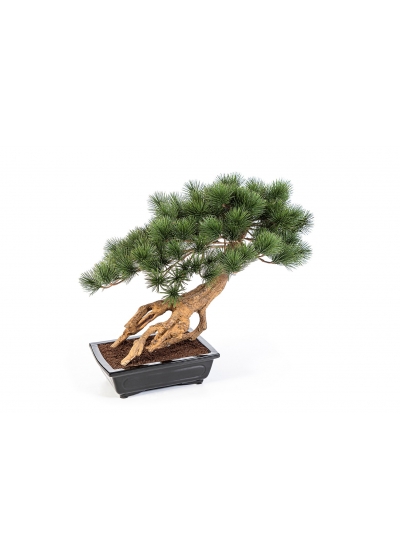 Bonsai Pinus Parviflor - 55Cm