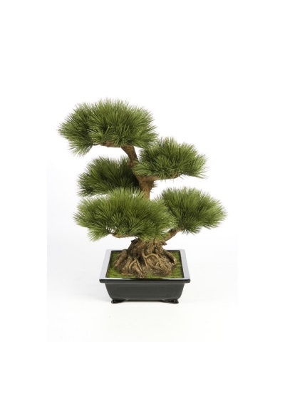 Bonsai Pinus Tree - 60Cm