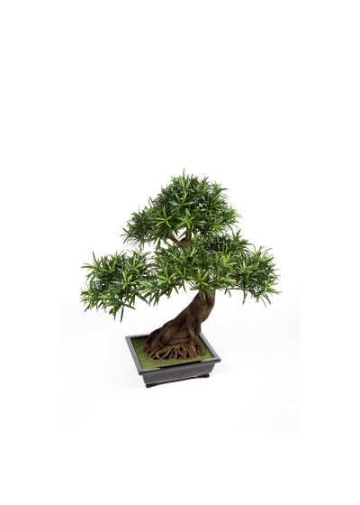 Bonsai Podocarpus X 6 - 80Cm