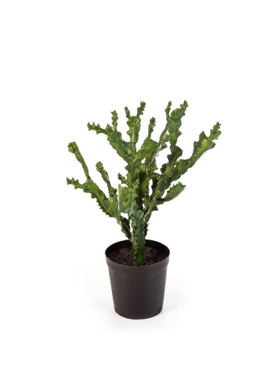 Cactus Mountain Con Vaso - 76Cm