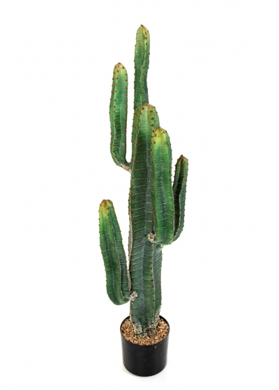 Cactus Cereus X 6 - 115Cm
