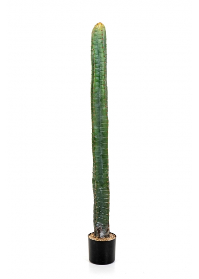 Cactus Cereus Column - 140Cm