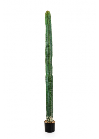 Cactus Cereus Column - 180Cm