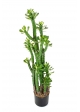Cactus Euphorbia Royleana - 118Cm