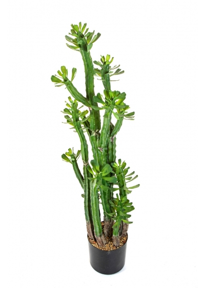 Cactus Euphorbia Royleana - 118Cm