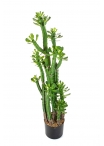 Cactus Euphorbia Royleana - 118Cm
