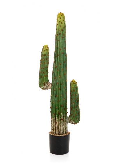 Cactus Mexican - 125Cm