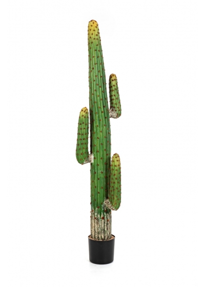 Cactus Mexican - 170Cm