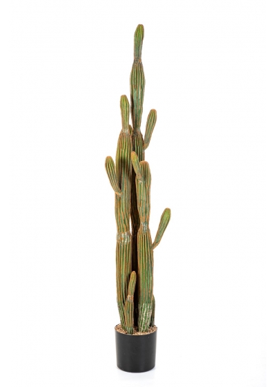 Cactus Columnar - 150Cm