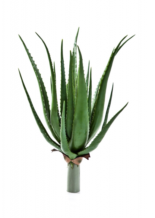 Aloe Pianta X 17 Lvs - 50Cm