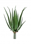Aloe Pianta X 17 Lvs - 50Cm