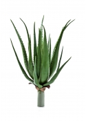 Aloe Pianta X 16 Lvs - 40Cm