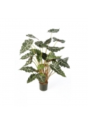 Alocasia Cespuglio Con Vaso - 110Cm