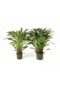 Calathea X 123 Con Vaso - 86Cm