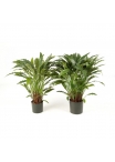 Calathea X 123 Con Vaso - 86Cm