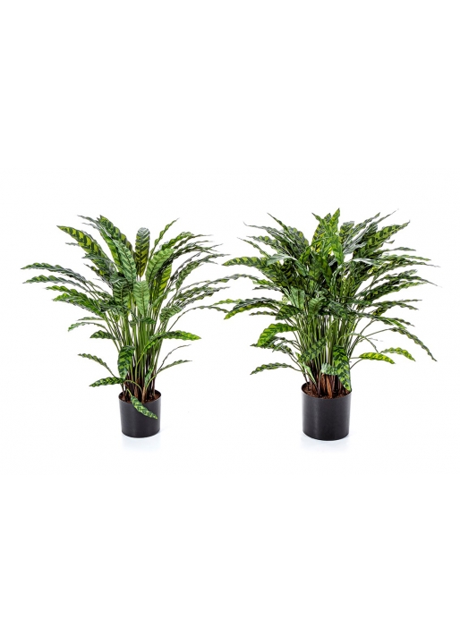 Calathea Insigne X 123 Con Vaso - 88Cm