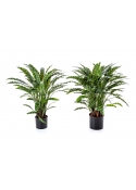 Calathea Insigne X 123 Con Vaso - 88Cm