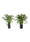Calathea Insigne X 123 Con Vaso - 88Cm