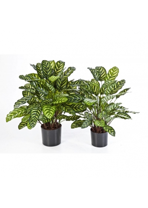 Calathea Verde X 65 W/P - 78Cm