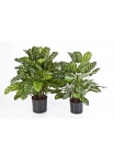 Calathea Verde X 65 W/P - 78Cm