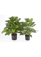 Calathea Verde X 88 W/P - 80Cm