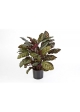 Calathea Rosso X 65 W/P - 78Cm