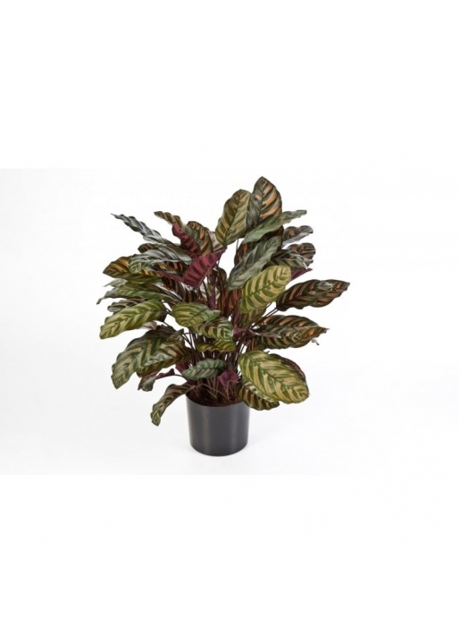 Calathea Rosso X 65 W/P - 78Cm