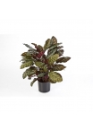 Calathea Rosso X 65 W/P - 78Cm
