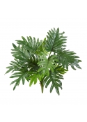 Philodendron Selloum X 16 - 50Cm