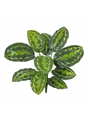 Calathea Roseopicta Verde - 53Cm