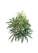 Aralia Cespuglio - 52Cm